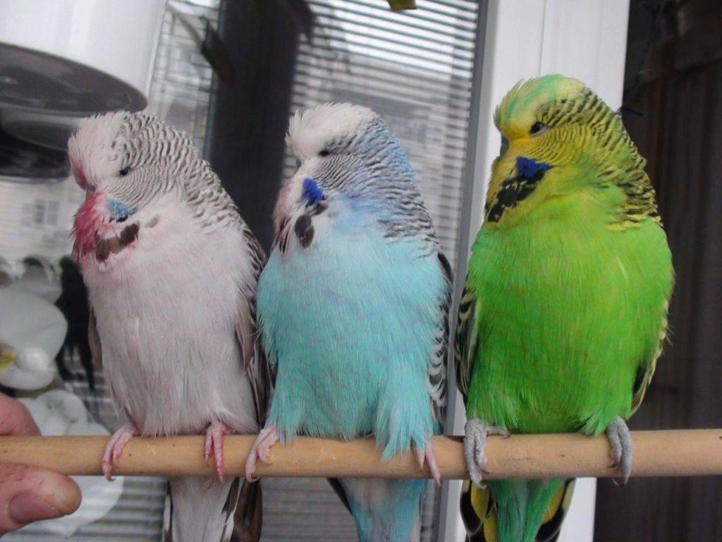 Попугай чех | описание, содержание и разведение попугая