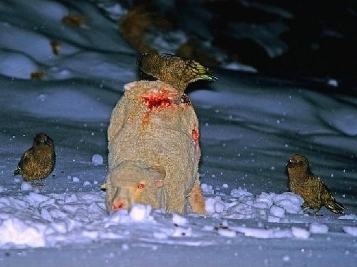 Кеа — потрясающе умные попугаи, которые любят снег и обыскивают рюкзаки туристов