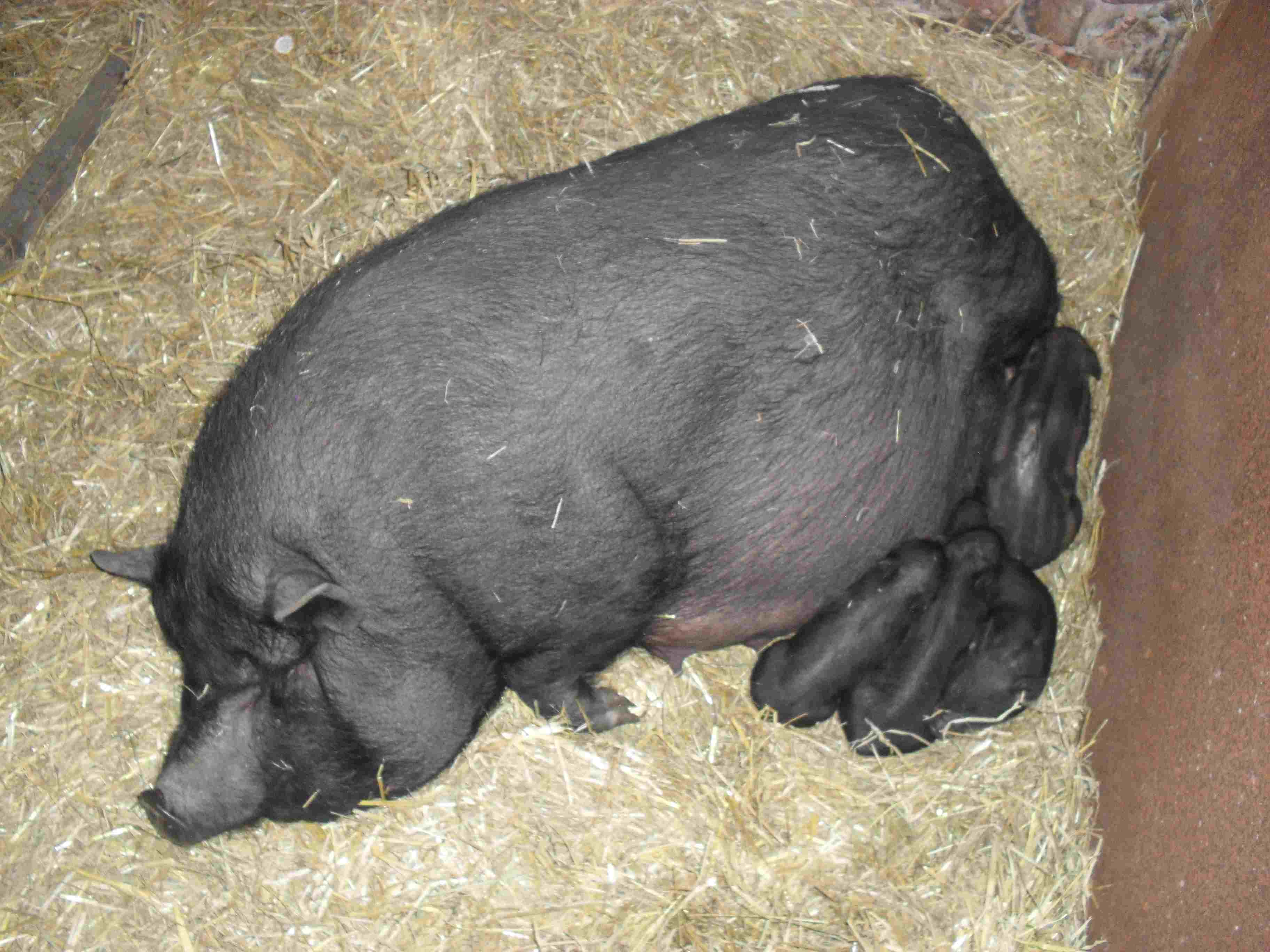 Откорм вьетнамских свиней комбикормами - дневник фермера ferma-lux.ru