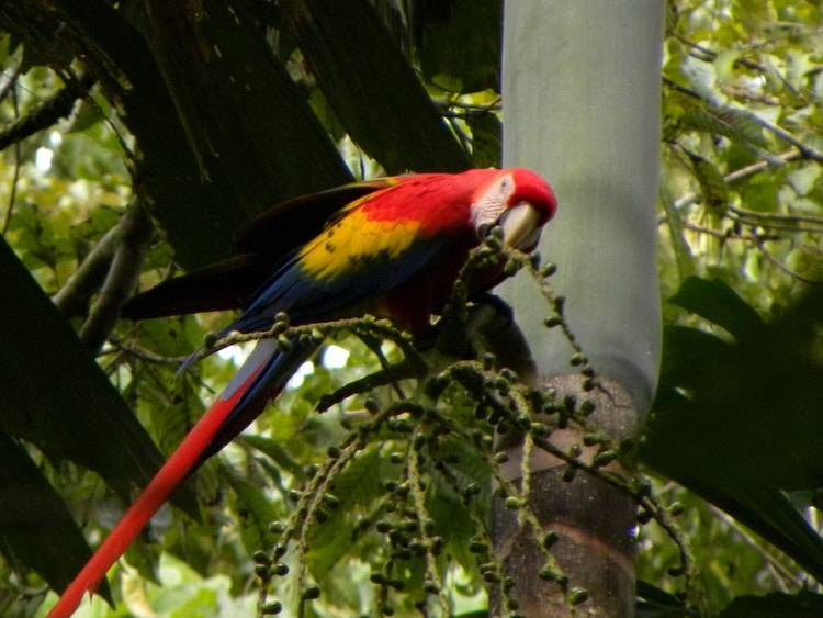 Красный попугай ара (ara macao): фото, описание, образ жизни, содержание