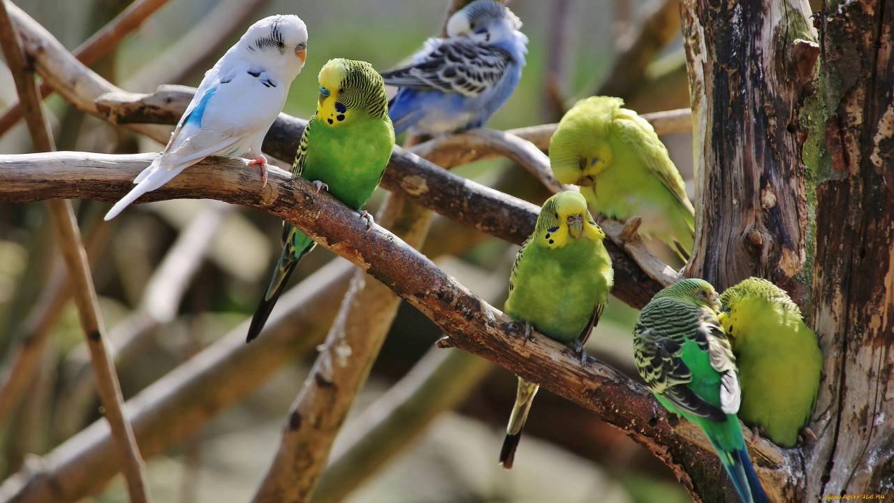 ? сколько лет живут волнистые попугаи в домашних условиях