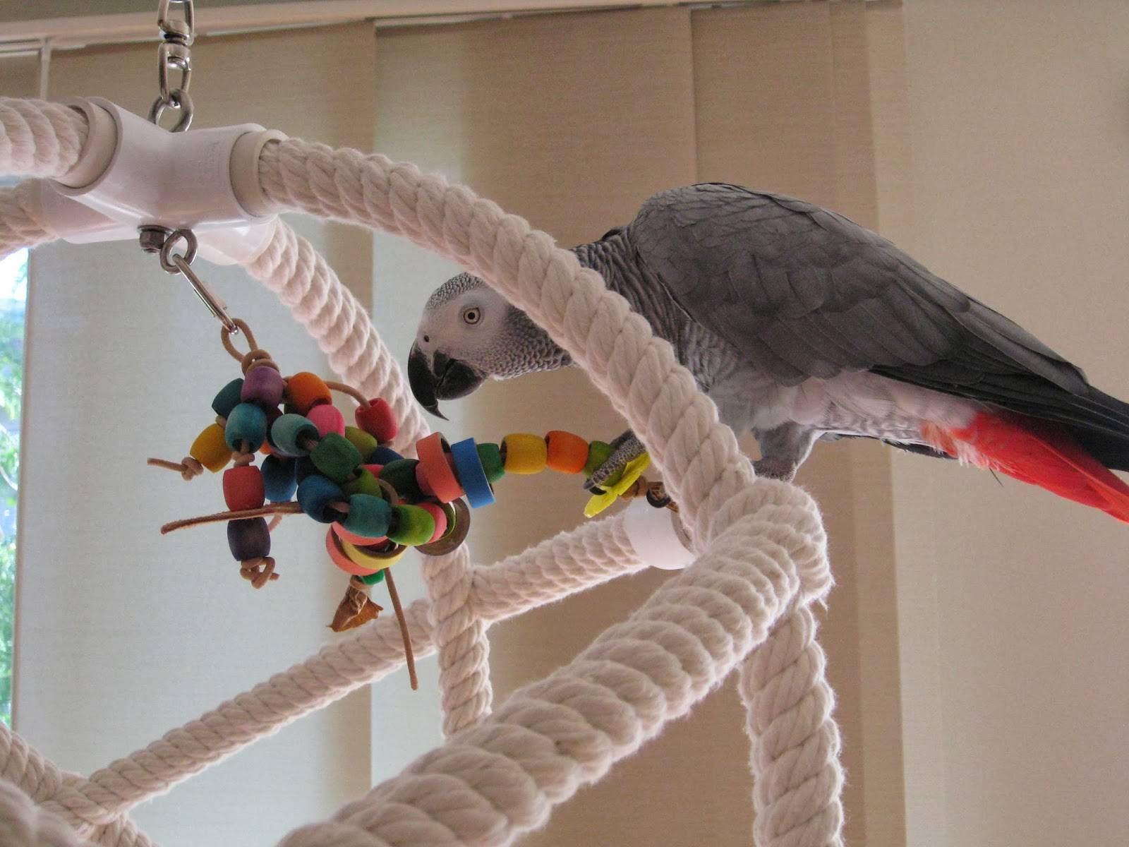 Игрушки для попугаев (волнистых, корелл, жако) своими руками