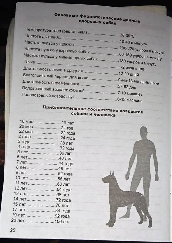 Как измерить температуру у собаки без градусника