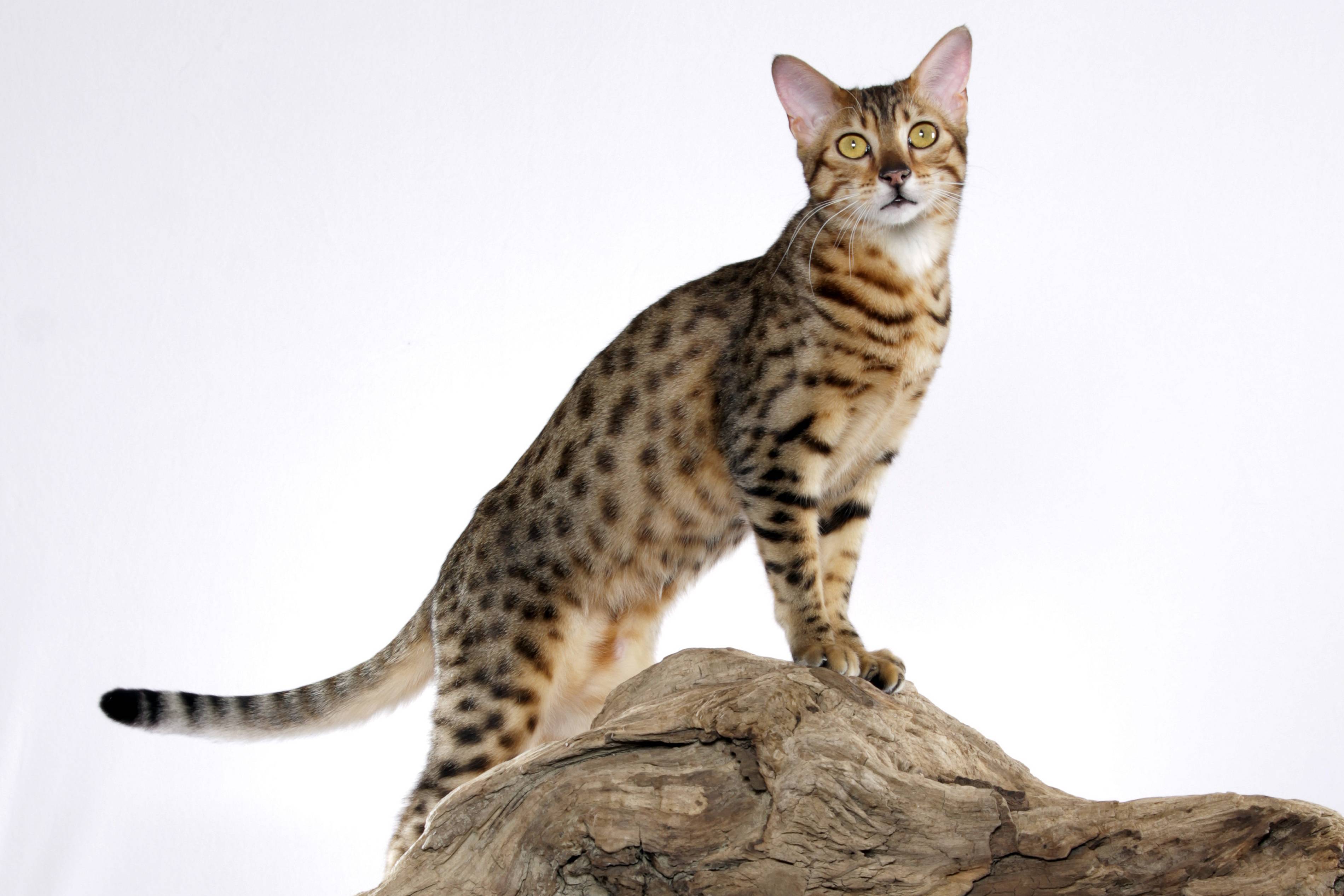 Египетская кошка: фото, описание, характер, цена кошки, отзывы ✔