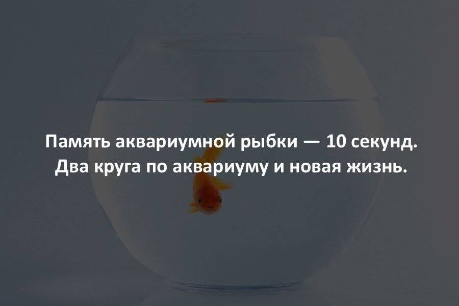 ᐉ память как у рыбки: объяснение понятия и какая память у рыб - kcc-zoo.ru