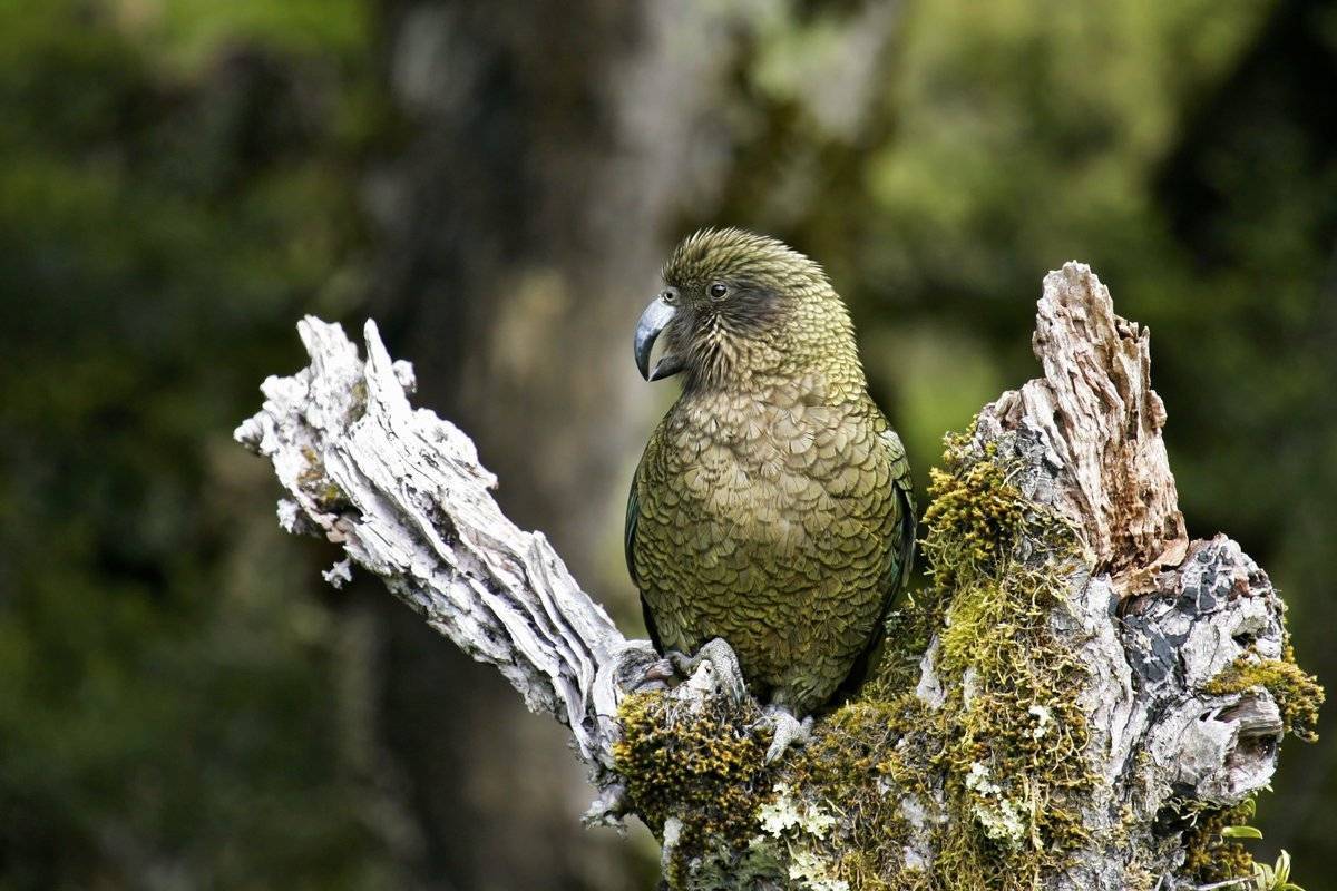 Новозеландский попугай какарик и его особенности