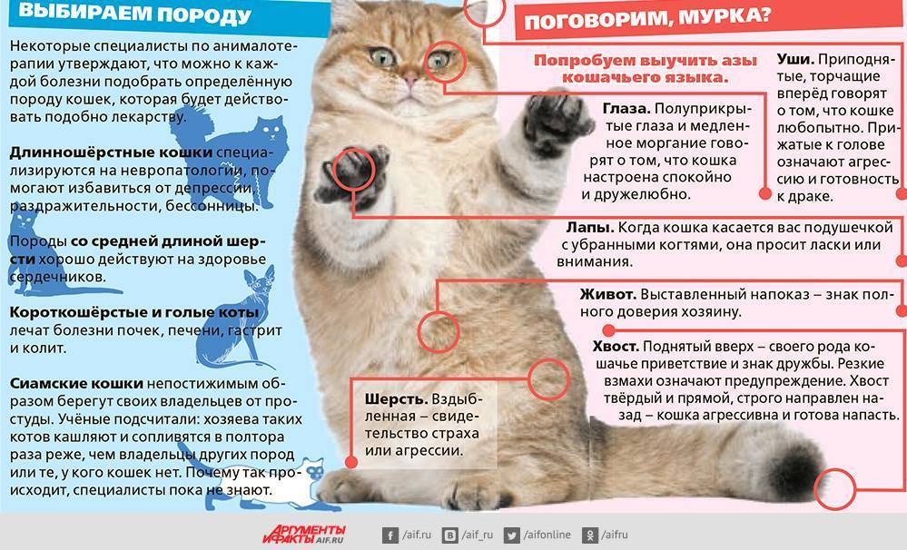 Болезни кошек: самая актуальная информация о здоровье питомцев