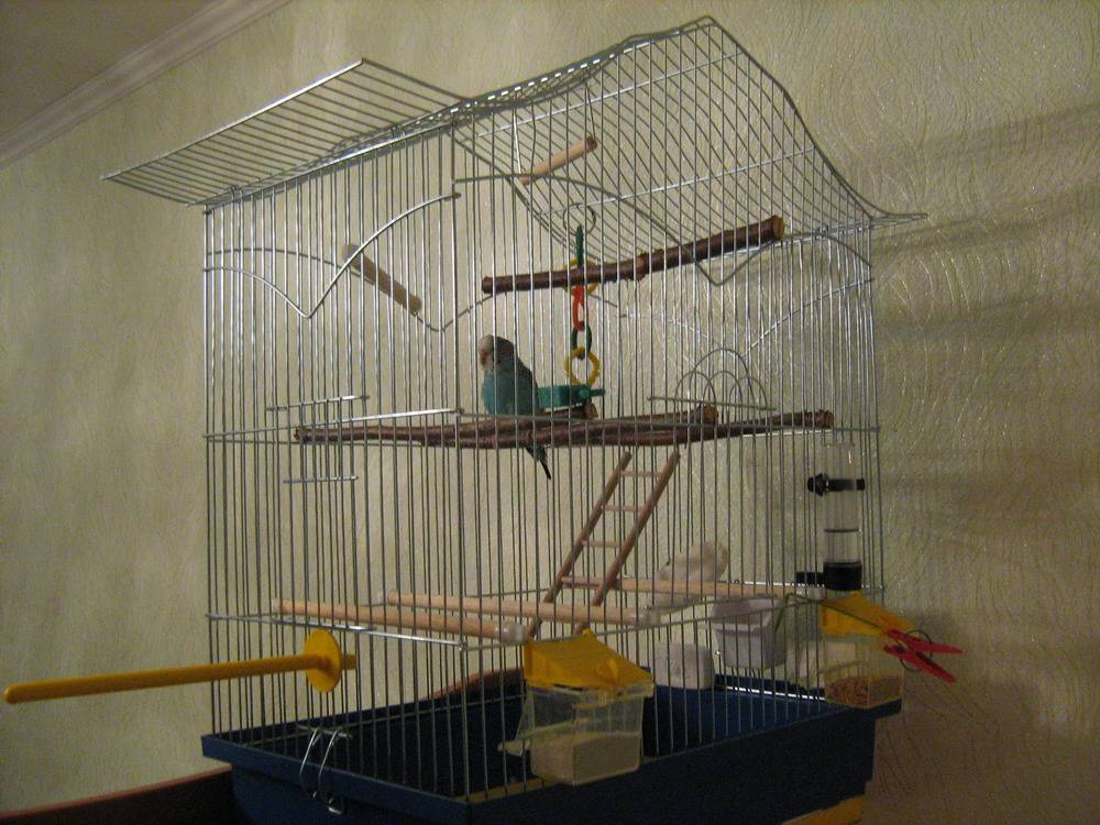 Как выбрать «мебель» для клетки с волнистым попугайчиком?