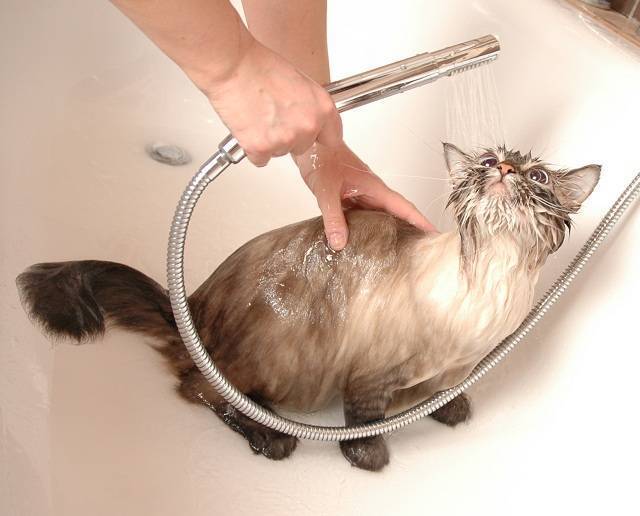 Как помыть кота, котенка или кошку в домашних условиях — видео уроки