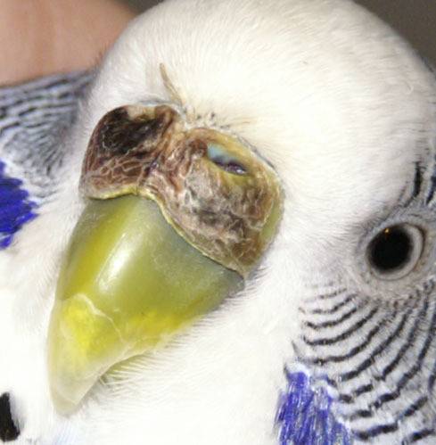 Почему у попугая почернел клюв | болезни попугаев
почему у попугая почернел клюв | болезни попугаевболезни попугаев