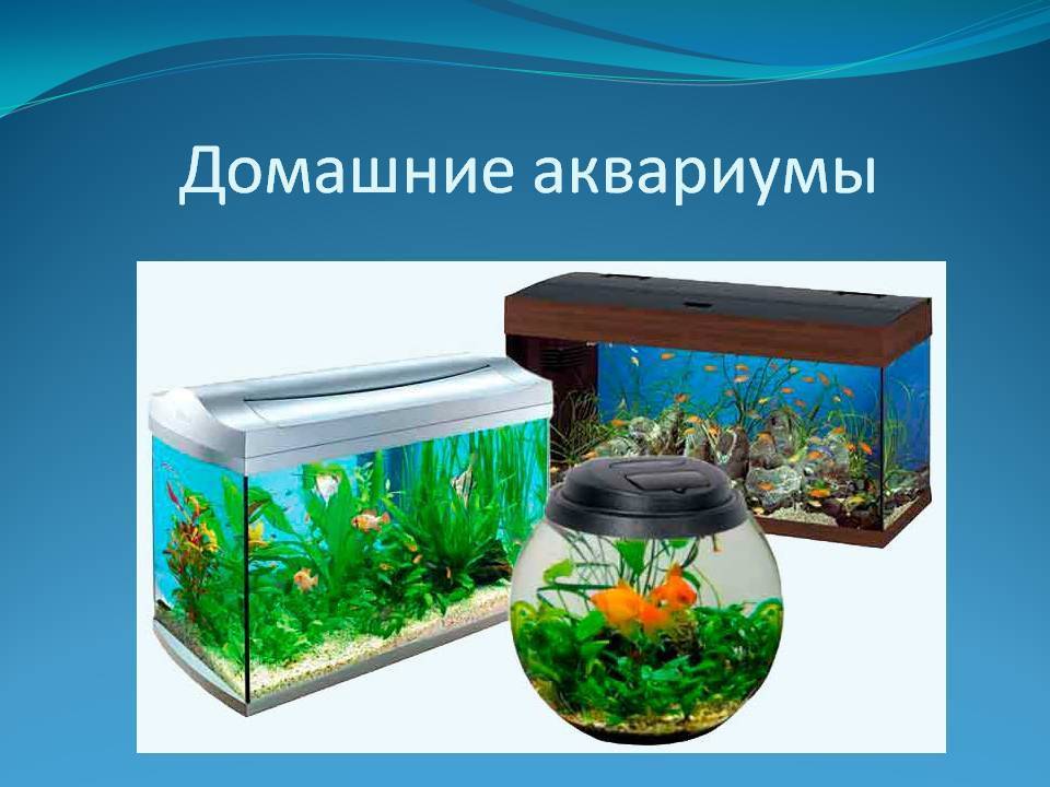 Рыбки для маленького аквариума : маленькие аквариумные рыбки, самые неприхотливые, маленький аквариум, нано аквариум, мелкие рыбки, топ, описание, виды, содержание