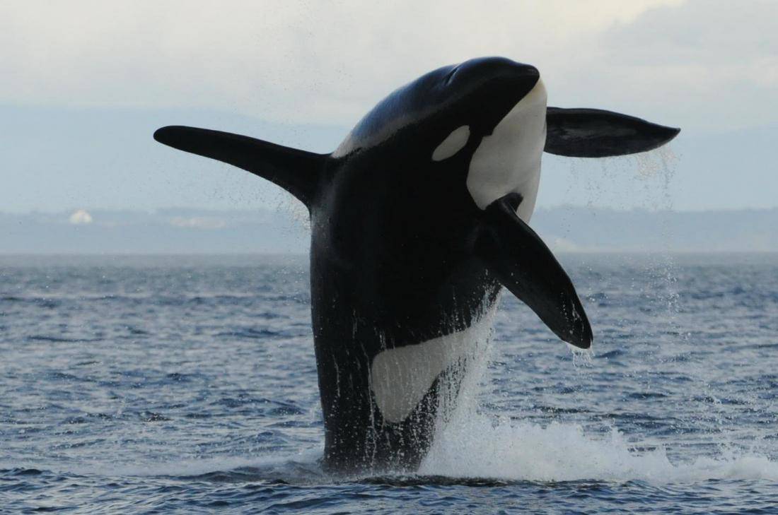 Косатка — кит-убийца. описание, образ жизни, интересные факты о косатках. фото и видео