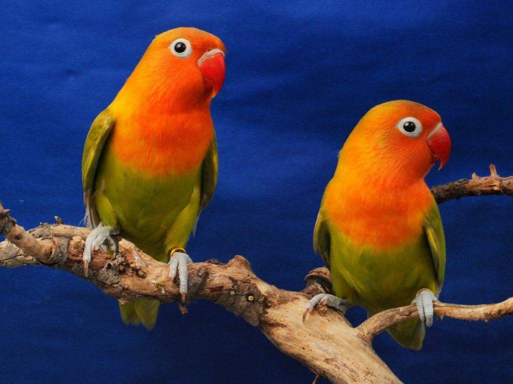 Попугаи неразлучники: виды, информация, пение, всё о породе