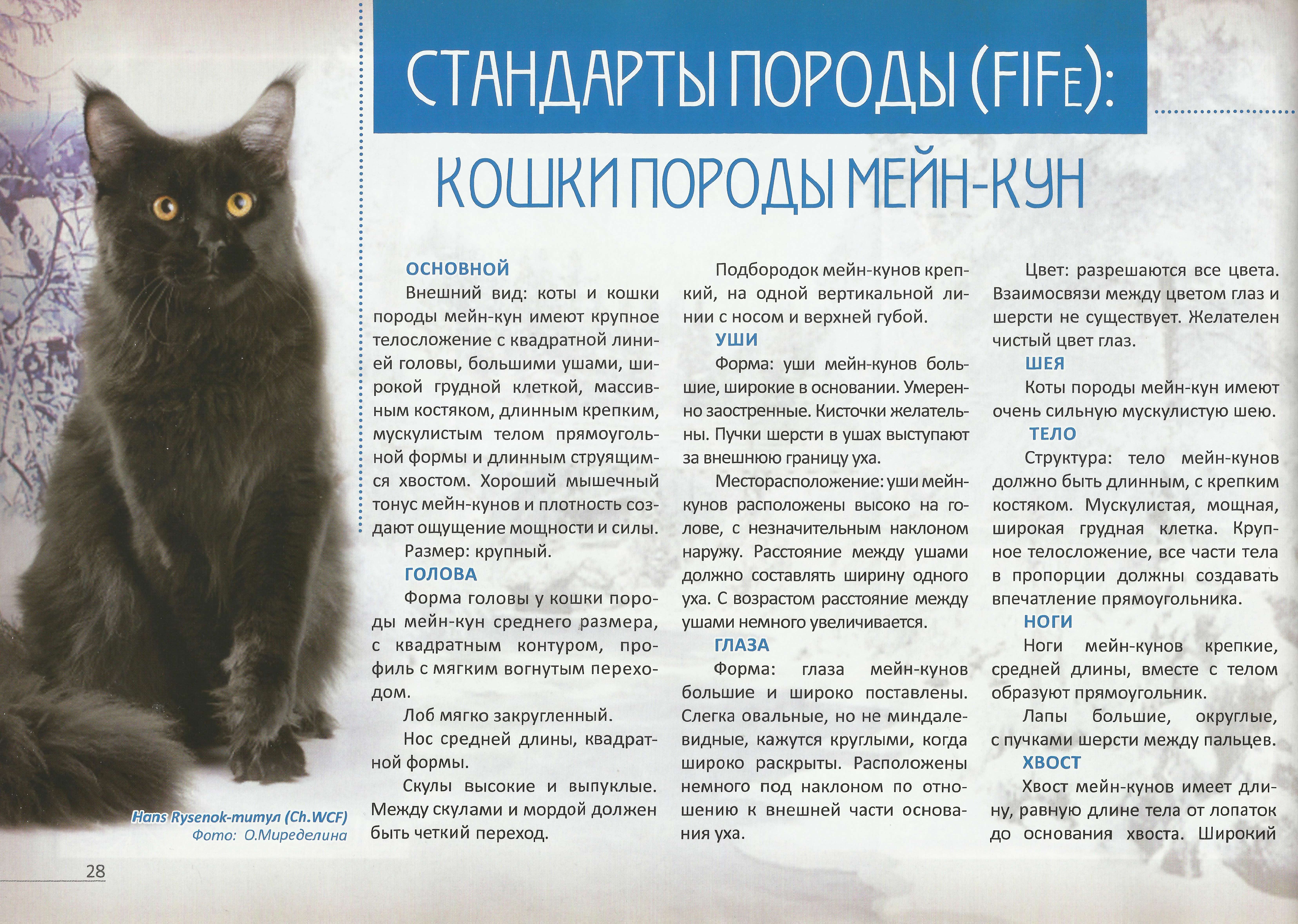 Породы кошек с кисточками на ушах - фото и краткое описание - круглосуточная ветеринарная клиника вет-дух