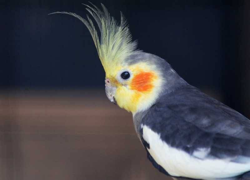 Характер попугая корелла