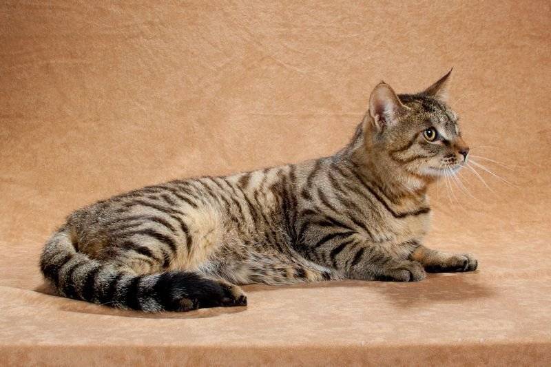 Китайская кошка породы дракон ли: особенности породы и ухода - мир кошек