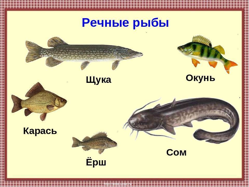Как могут размножаться речные, морские и аквариумные рыбы