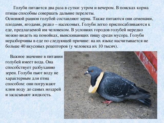 Курские турманы - энциклопедия владельца птицы