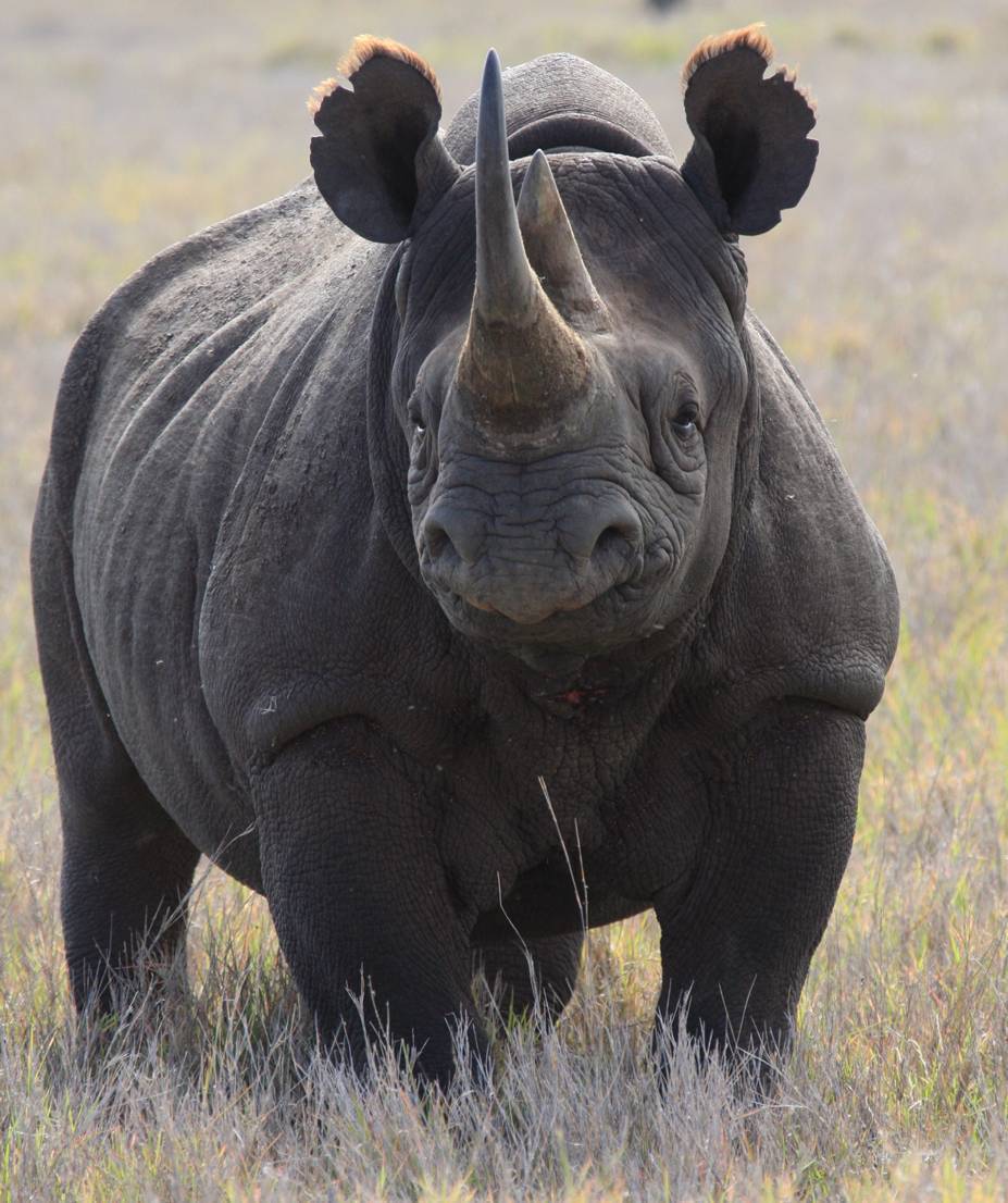 Черный носорог | мир животных и растений