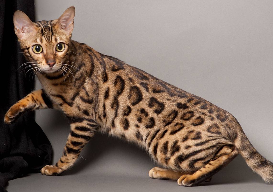 Бенгальская кошка - bengal cat - abcdef.wiki