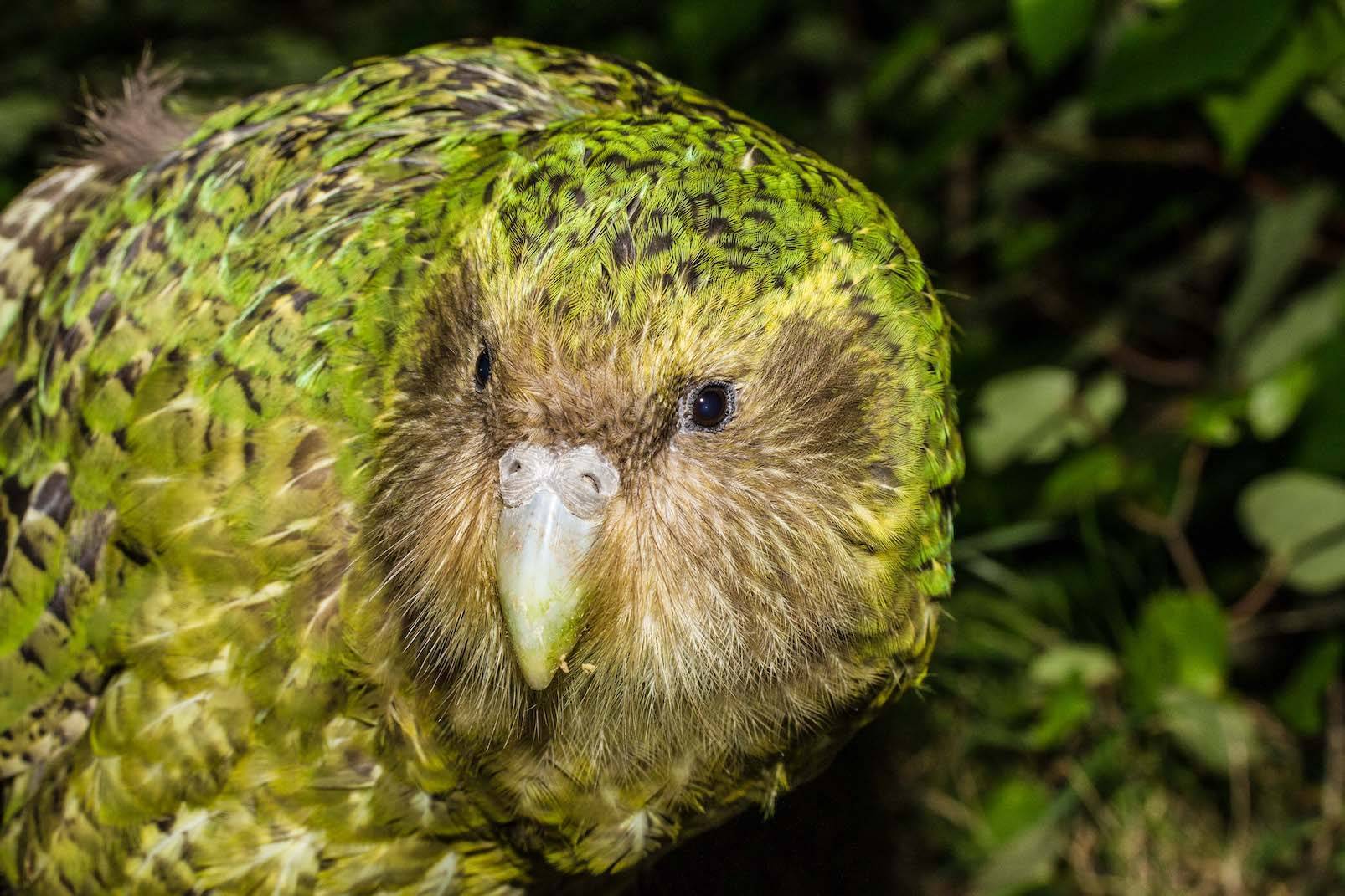 Какапо: единственный нелетающий попугай в мире – 7 фактов