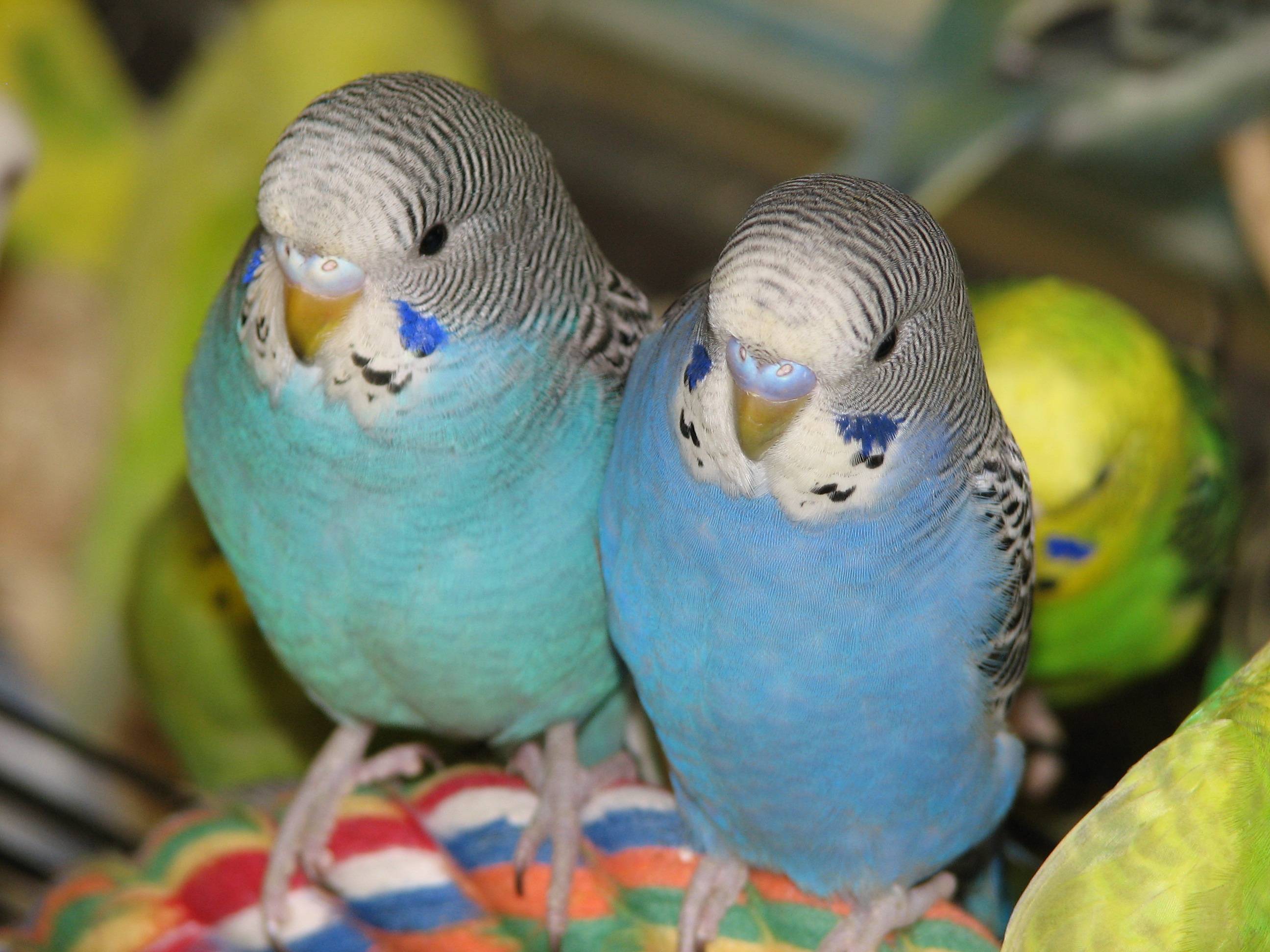 О правильном уходе и содержании волнистых попугаев