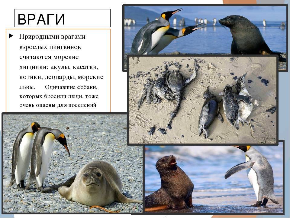 Интересные факты о пингвинах. где живут, что едят и как спят пингвины?