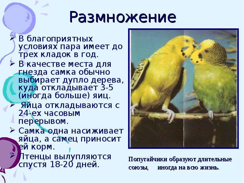 Волнистые попугаи: фото, описание, уход и содержание волнистых попугайчиков
