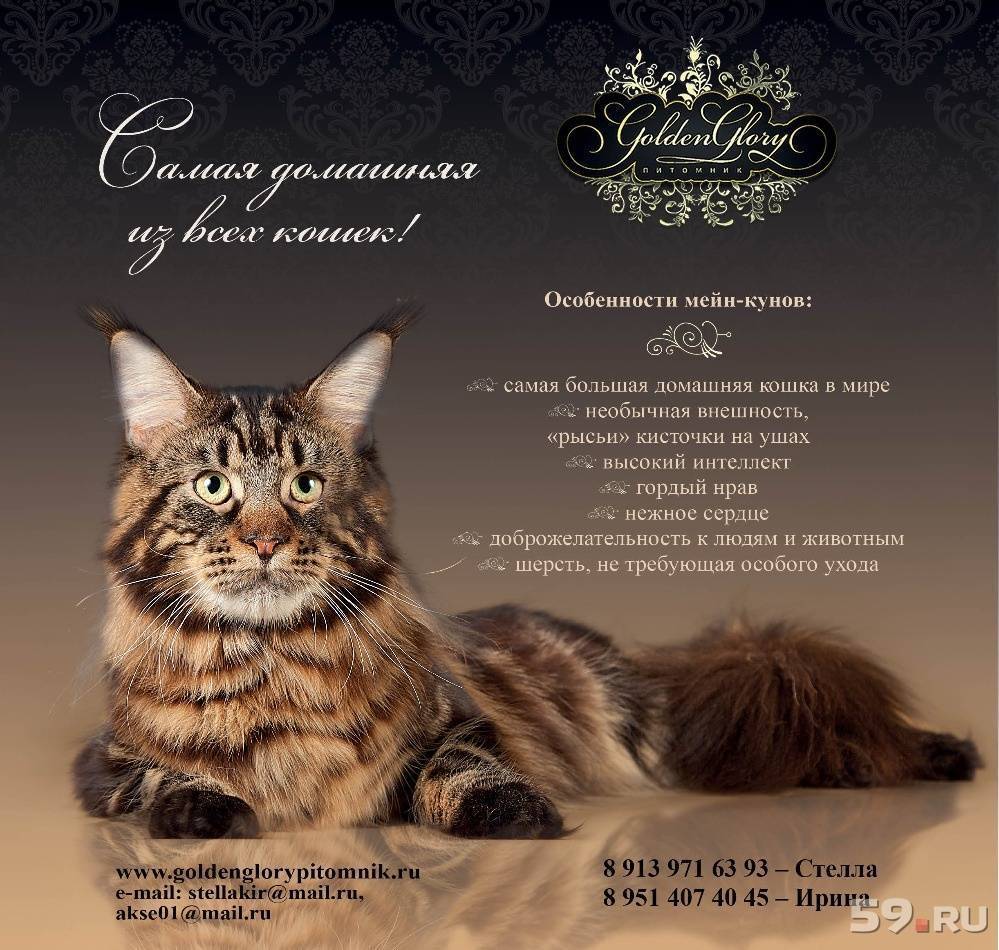 Порода кошек мейн-кун (мейкун): фото, отзывы, содержание и характер