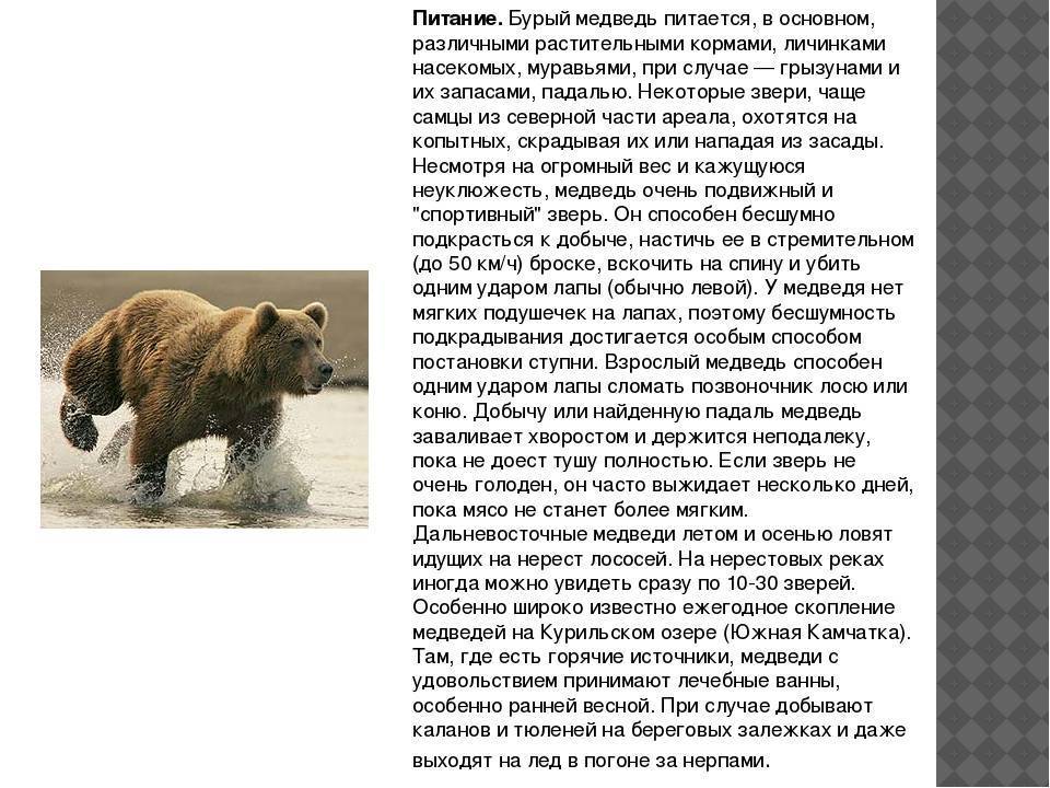 Бурый медведь – фото, описание, ареал, питание, враги
