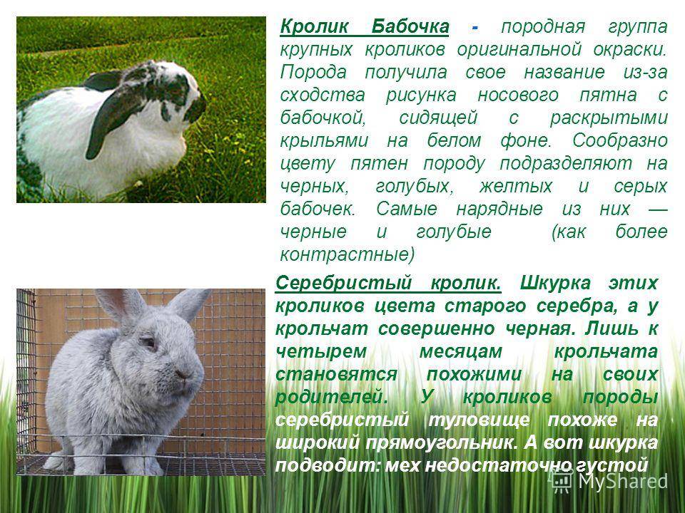 Ангорский декоративный кролик: описание породы и фото, уход и содержание в домашних условиях, чем кормить