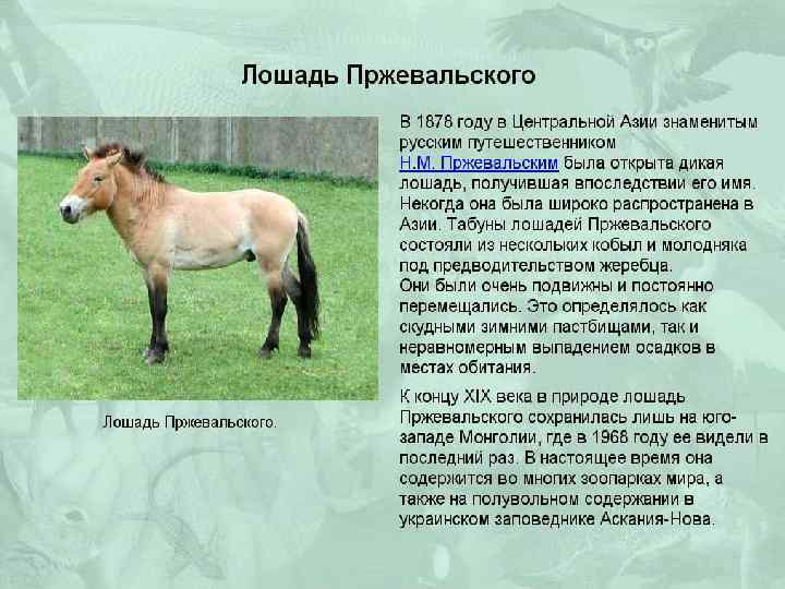 Лошадь пржевальского: открытие вида, среда обитания, внешний вид, размножение, питание
