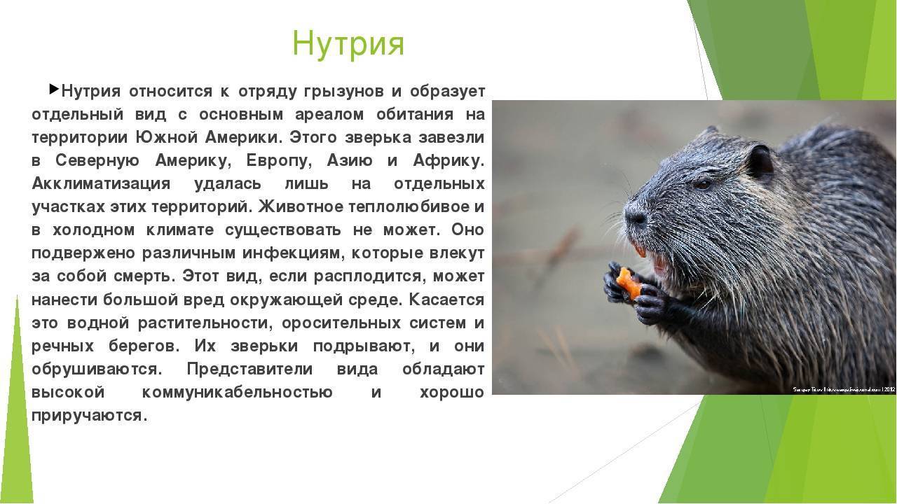 ᐉ поведение домашних декоративных крыс - zoopalitra-spb.ru