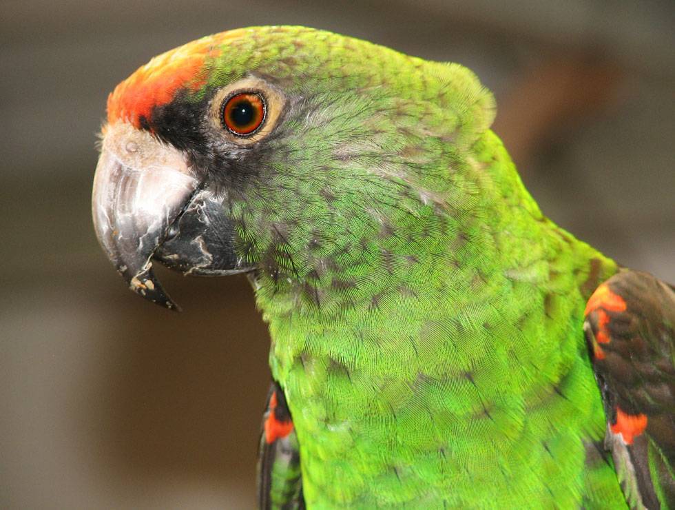 Конголезский попугай: описание вида, содержание дома