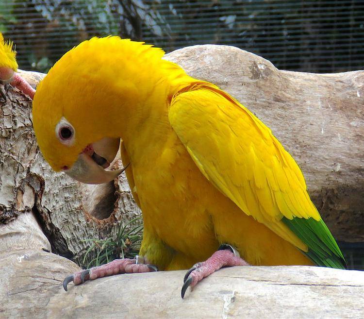 Попугай каик черноголовый и рыжеголовый белобрюхий: особенности