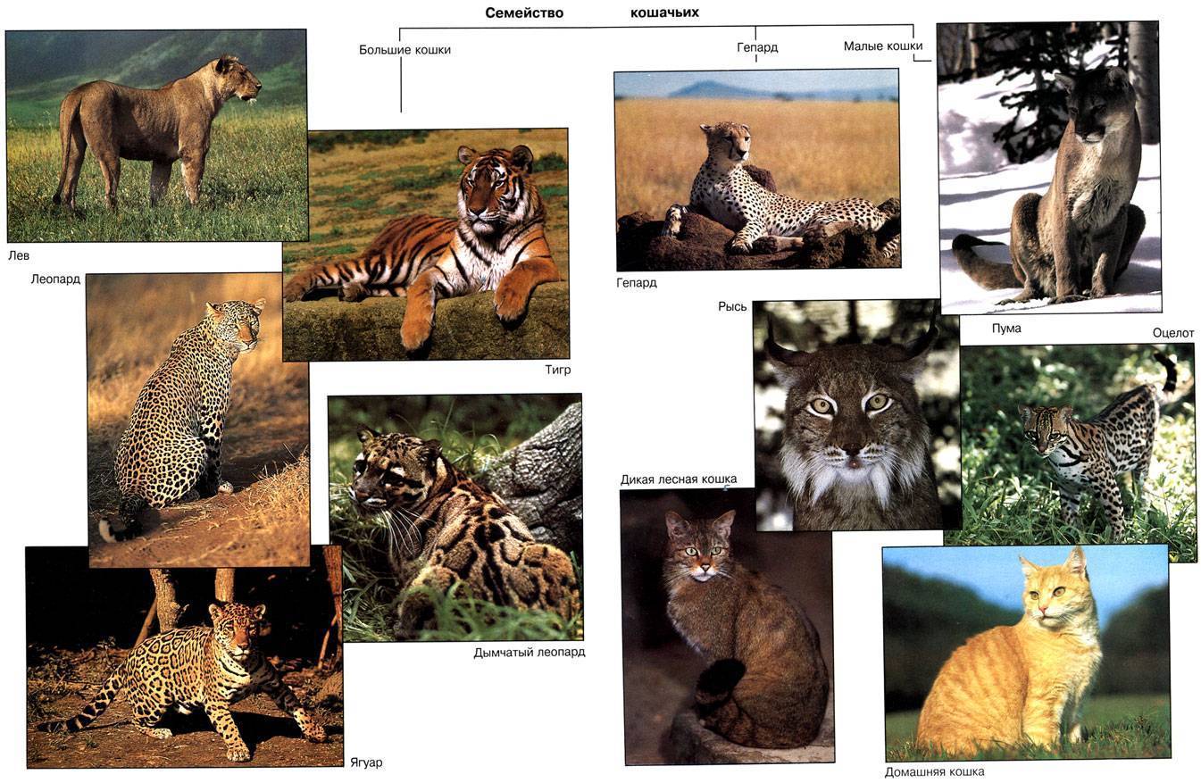 Лигр животное. описание, особенности, образ жизни и среда обитания лигра | живность.ру