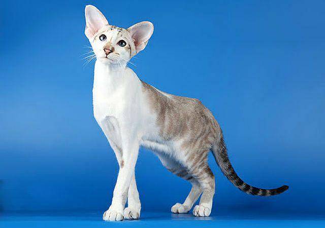 Короткошерстные породы кошек: топ лучших короткошерстных пород
