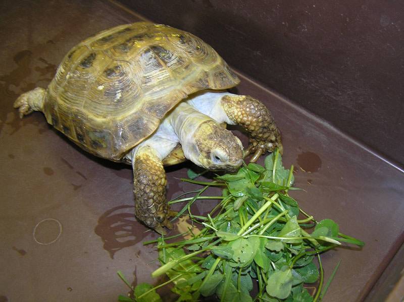 Красноухая черепаха: как ухаживать и чем кормить в домашних условиях?