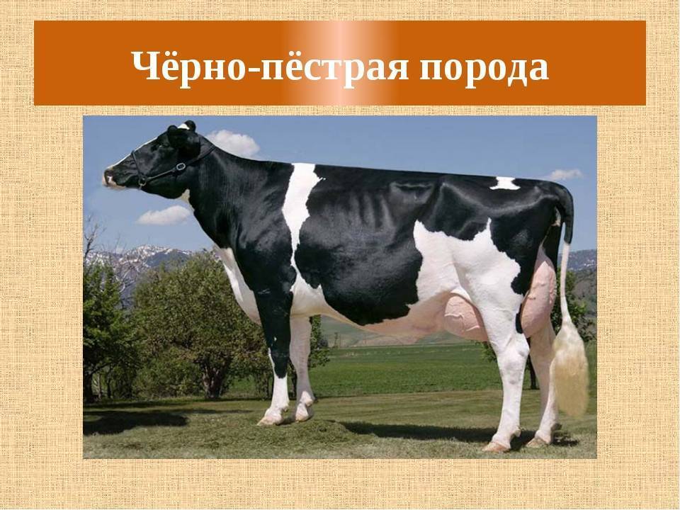 Черно-пестрая порода коров: описание и характеристики породы
