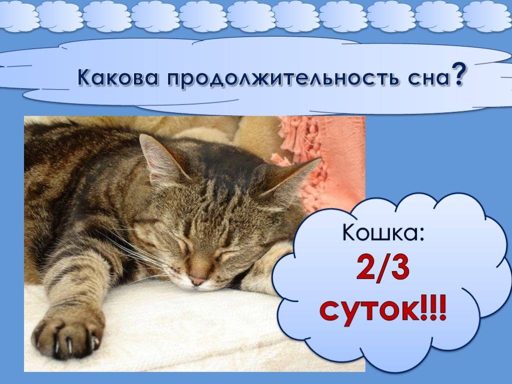 Сколько спят кошки часов в сутки, за всю жизнь, в день, после стерилизации и наркоза зимой и летом