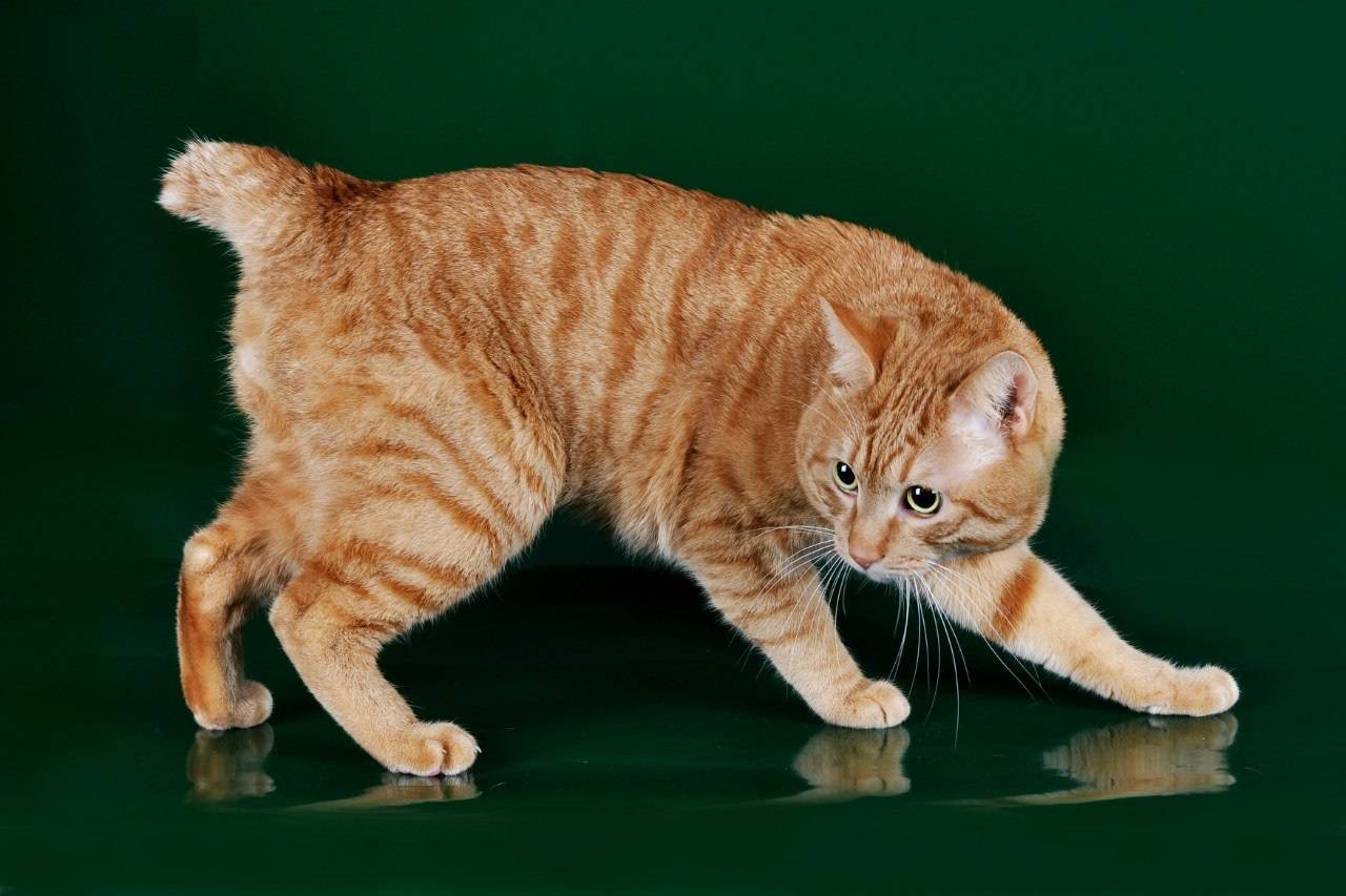 Курильский бобтейл: описание и фото породы, отзывы владельцев кошек и котов, уход за питомцем и его содержание