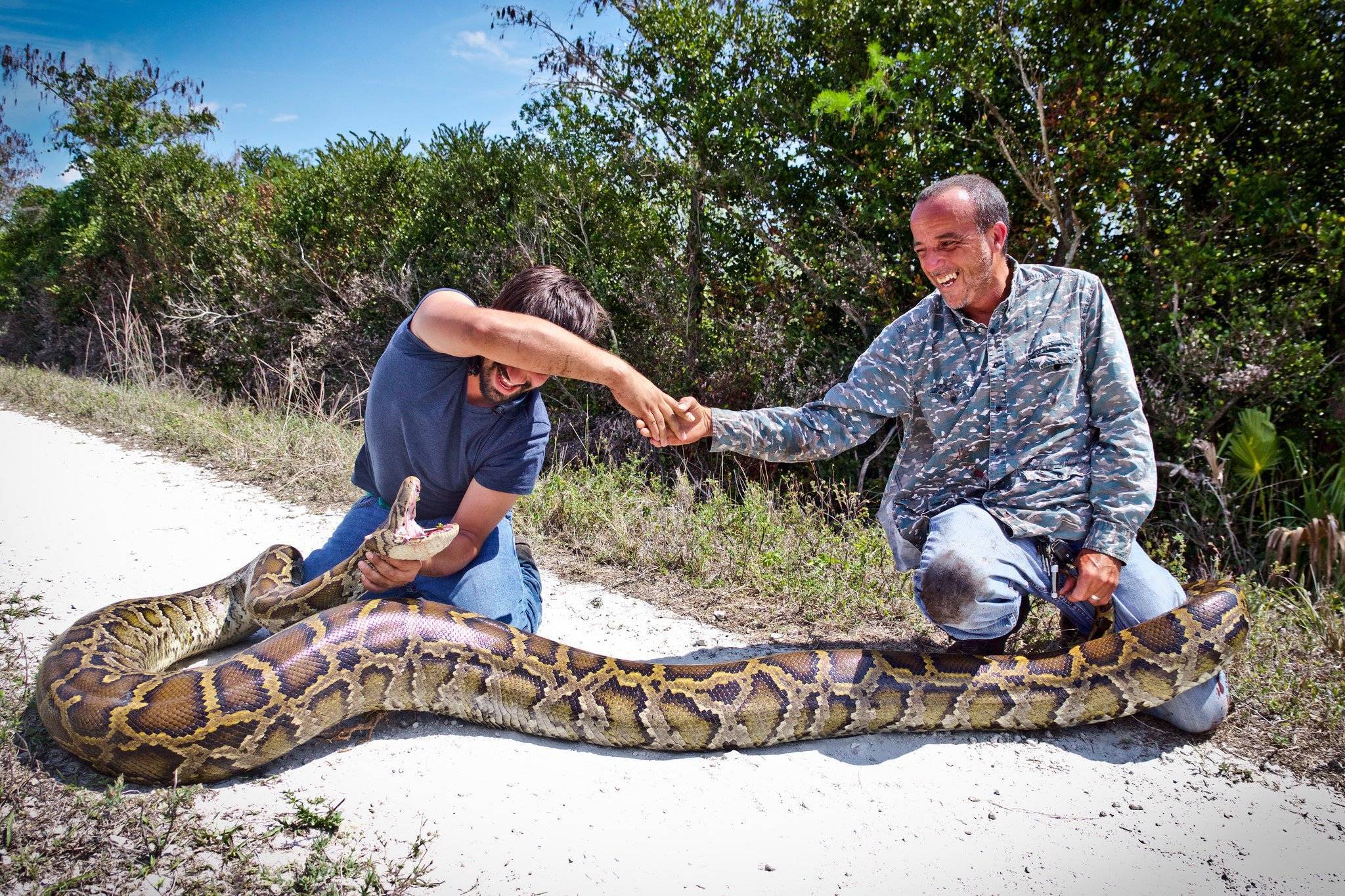 Самые большие змеи в мире — топ10