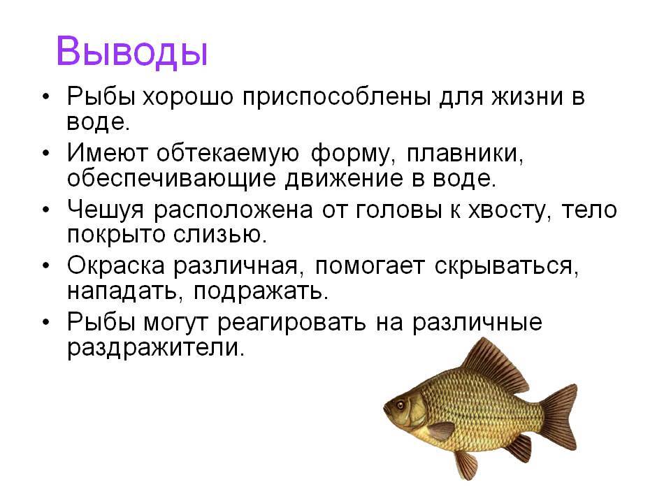 Сколько живёт золотая рыбка - как человек может на это повлиять