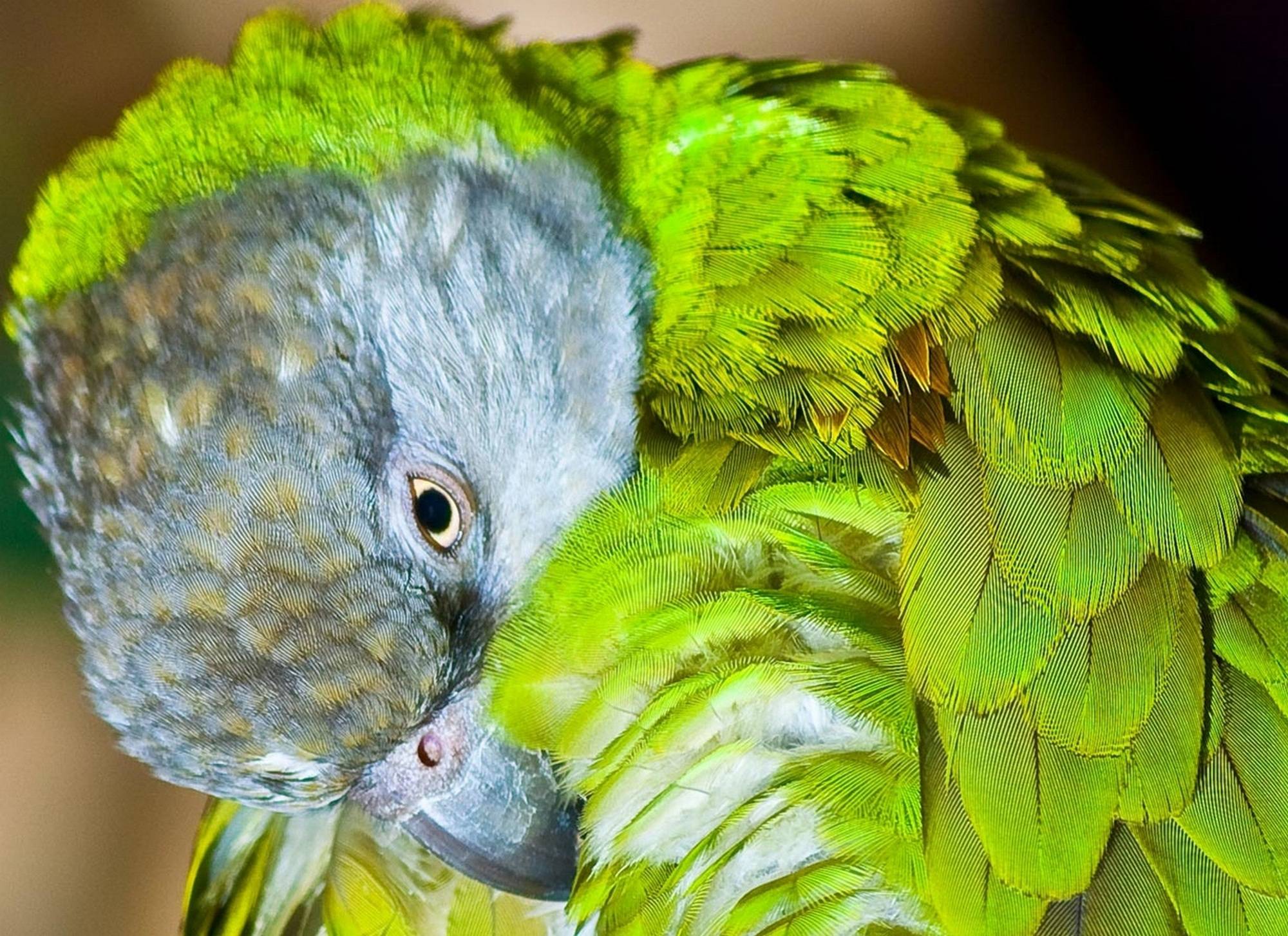 Фото, особенности и описание сенегальских попугаев