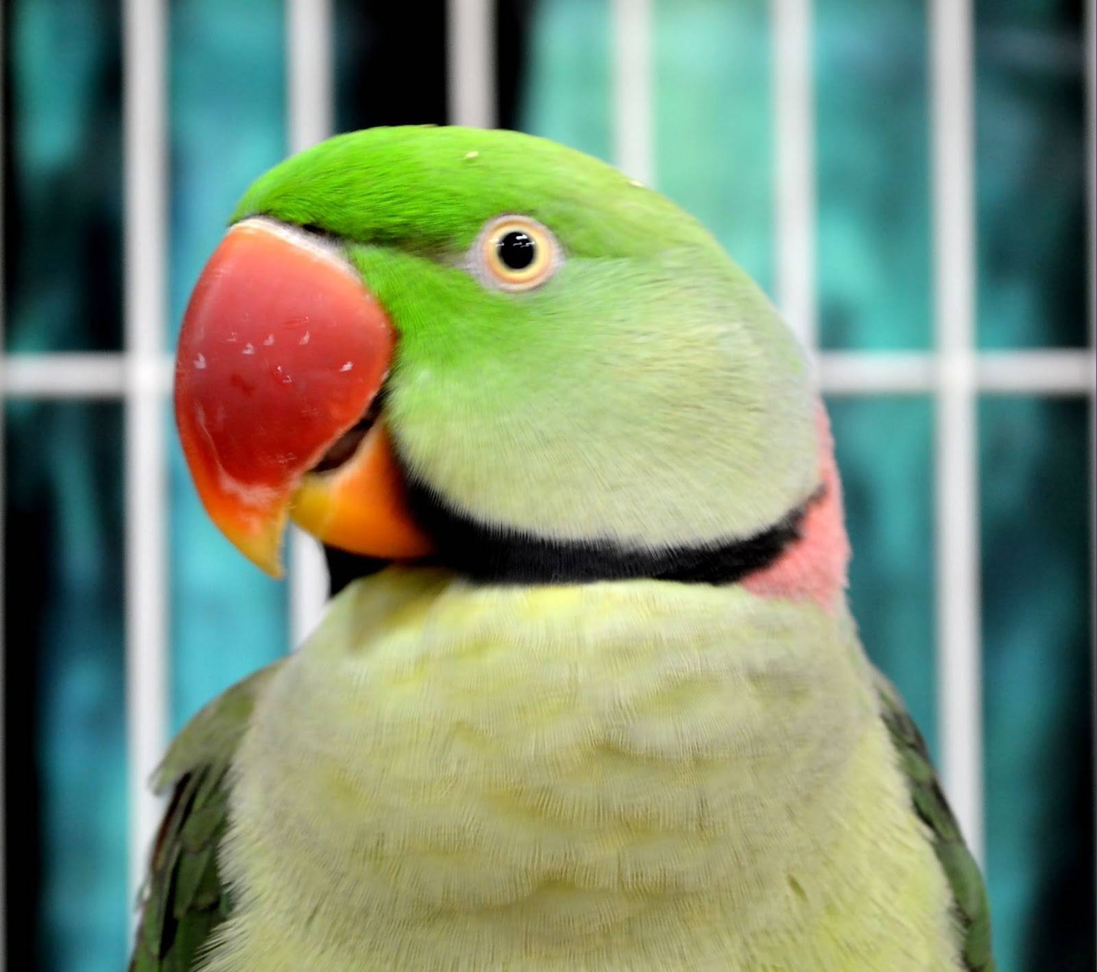 Лазурный травяной попугайчик