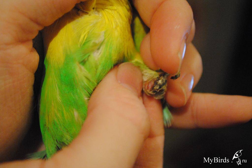 Почему волнистый попугай дрожит, трясет крыльями, хвостом — причины