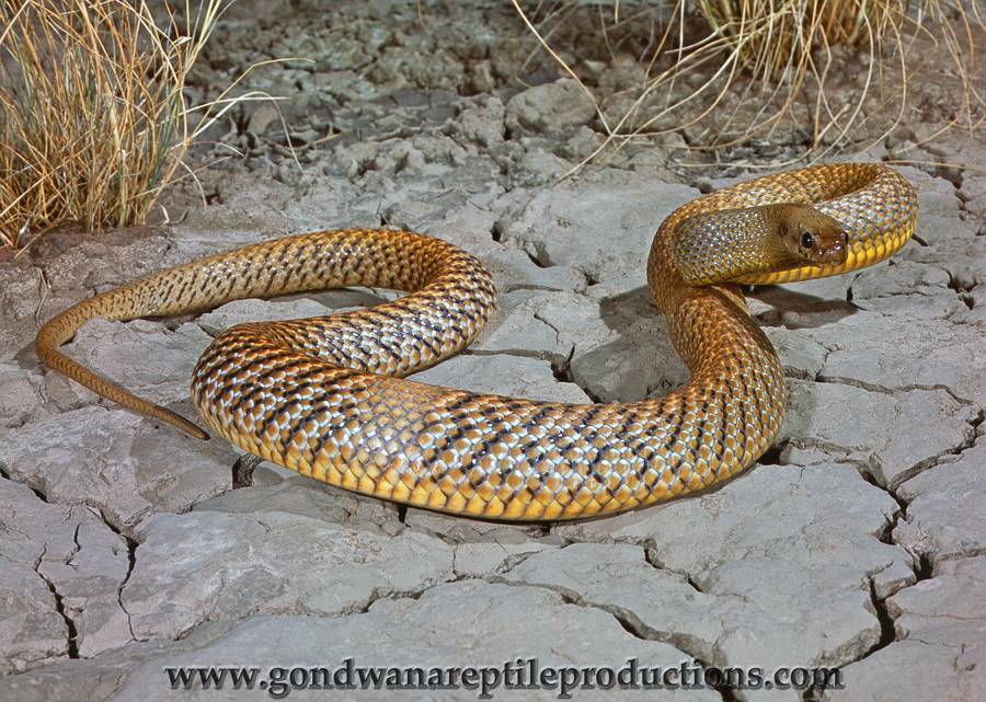Змея тайпан, описание прибрежного тайпана и жестокой змеи - животный мир