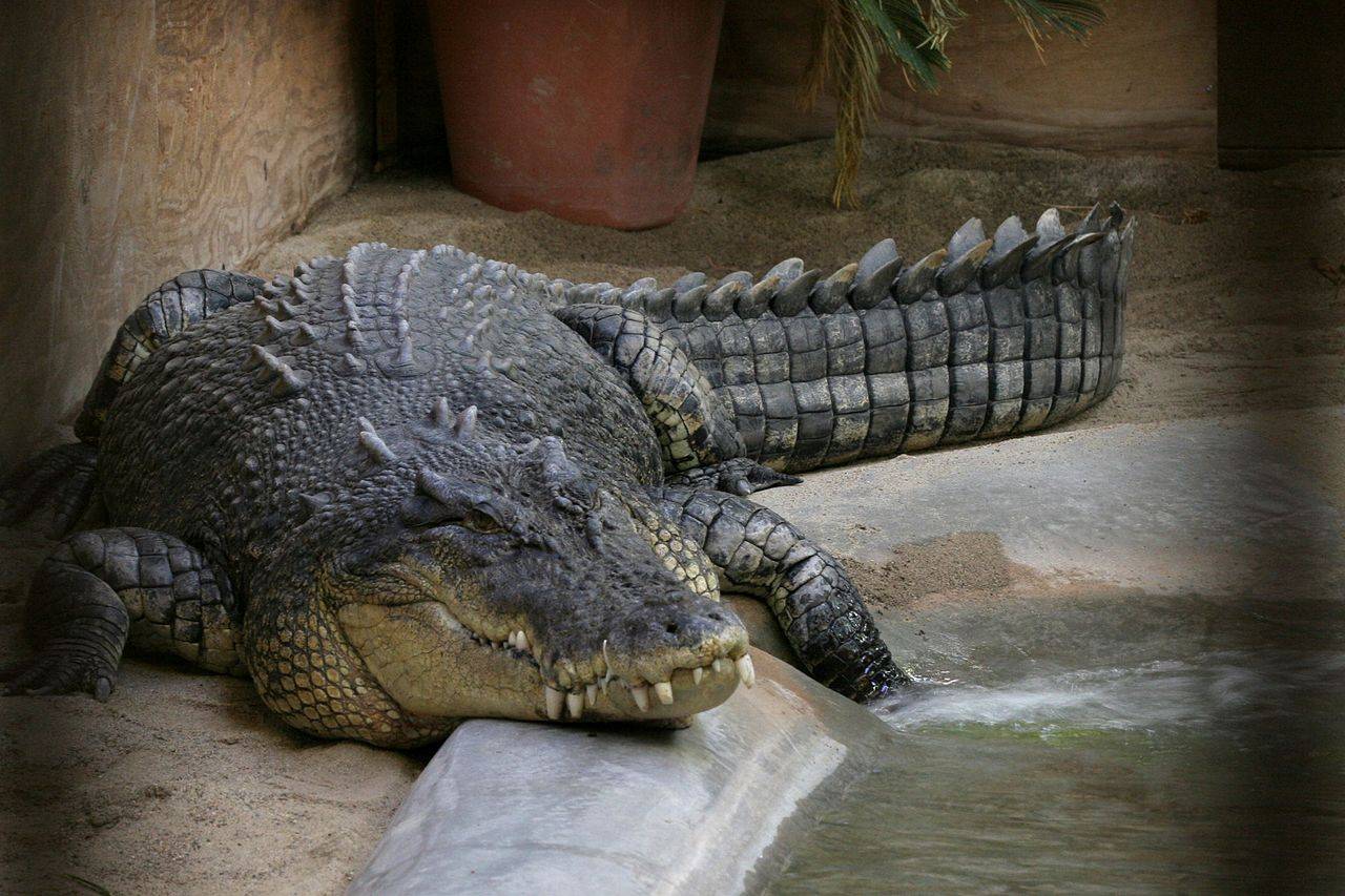Самые большие крокодилы в мире: список, длина