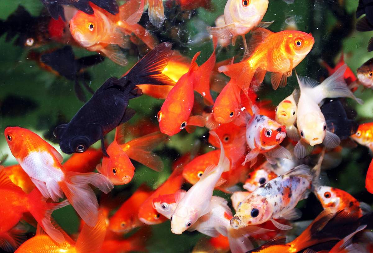 Всё про аквариум: рыбки, растения, дизайн, болезни рыб