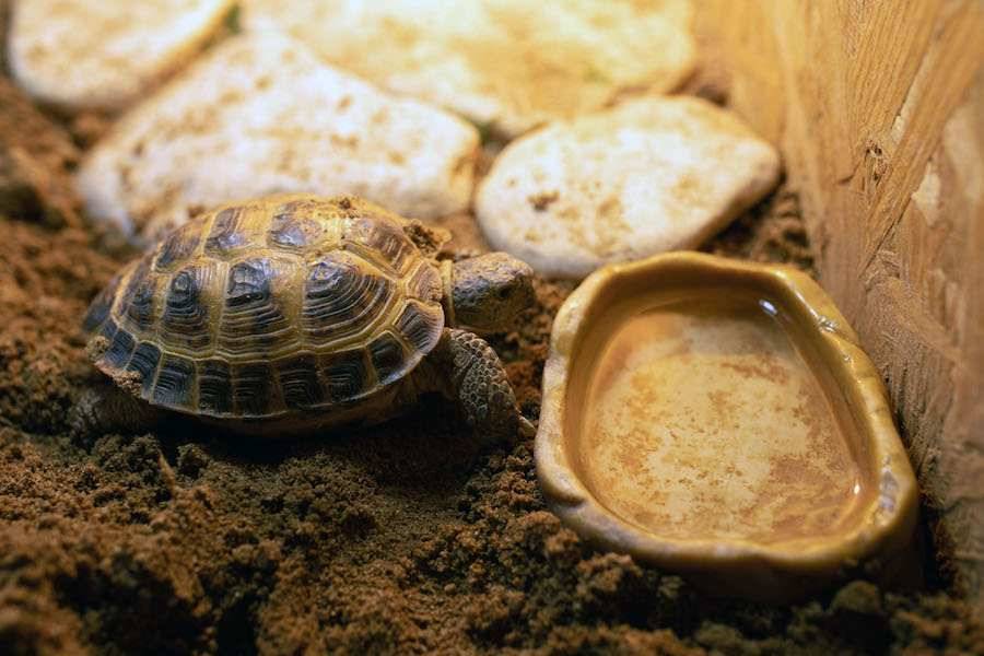 Болотная черепаха уход в домашних условиях|советы от питомца